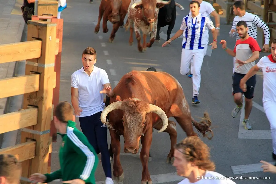 Fiestas de Tudela, día 25 Encierro y Vacas en la plaza 14