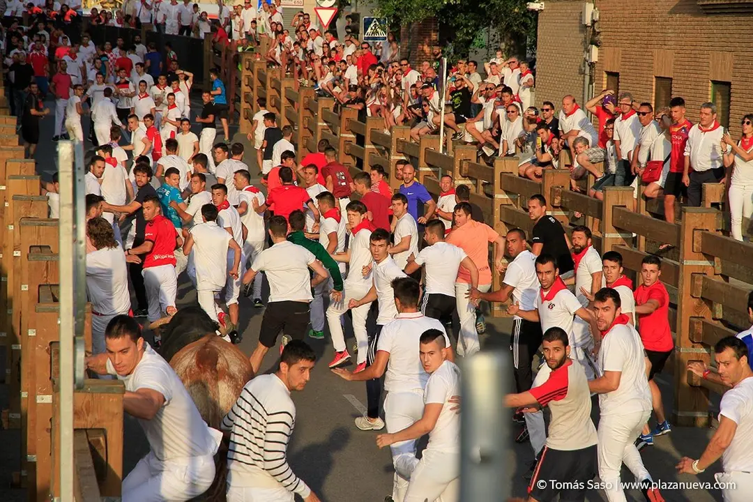 Fiestas de Tudela, día 25 Encierro y Vacas en la plaza 15