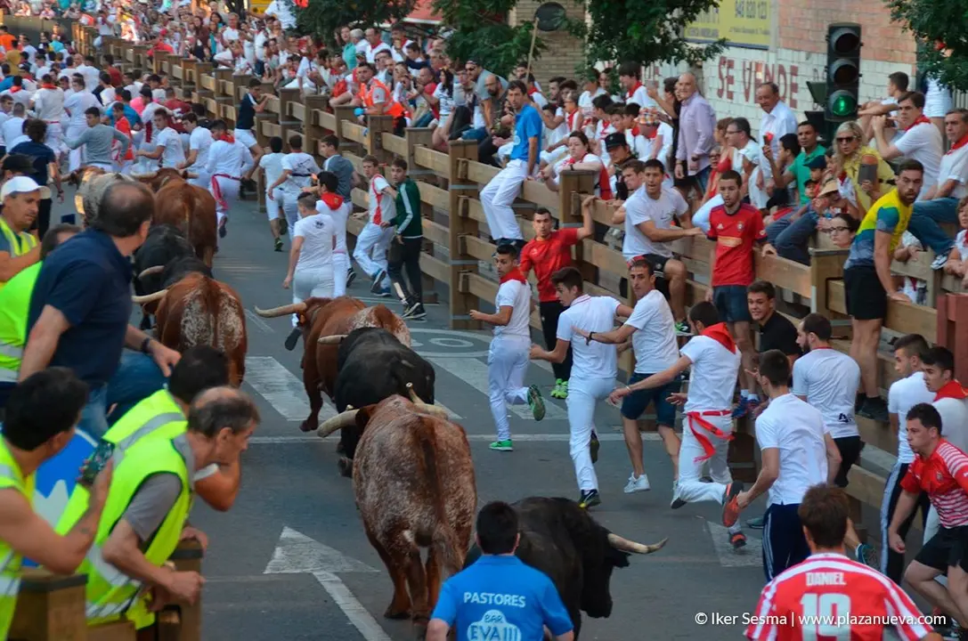 Fiestas de Tudela, día 25 Encierro y Vacas en la plaza 17
