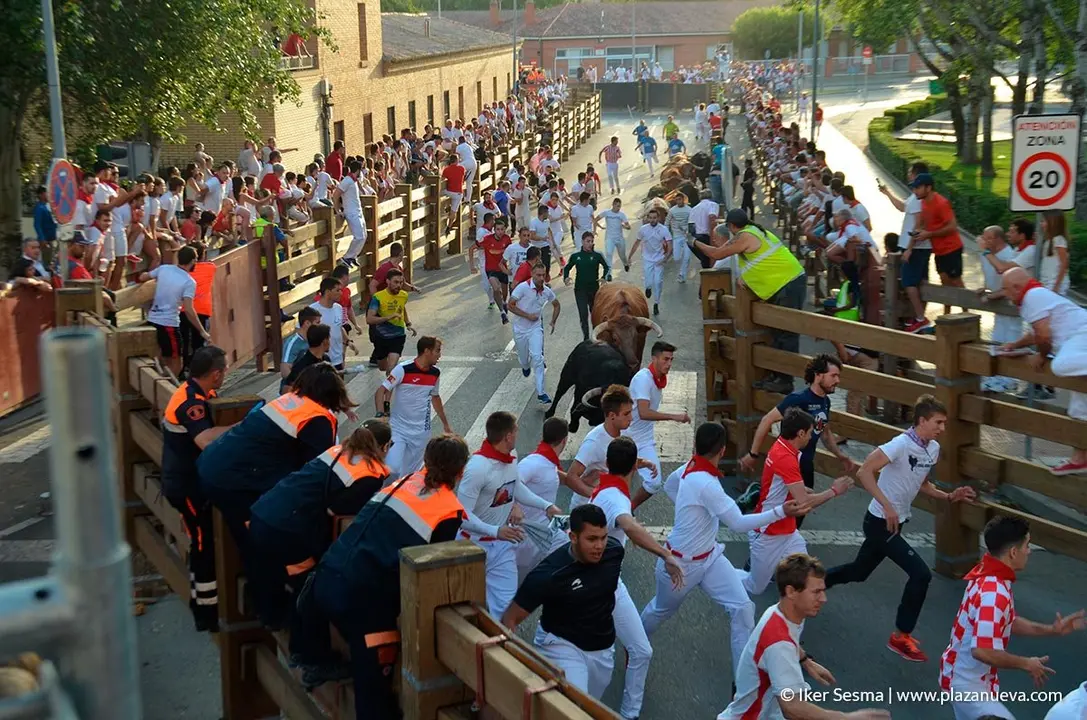 Fiestas de Tudela, día 25 Encierro y Vacas en la plaza 19
