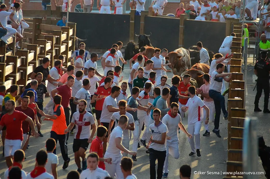 Fiestas de Tudela, día 25 Encierro y Vacas en la plaza 21