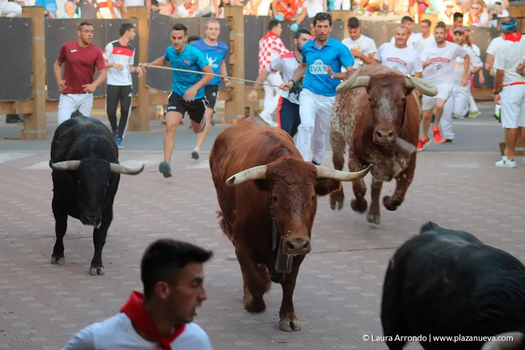 Fiestas de Tudela, día 25 Encierro y Vacas en la plaza 31