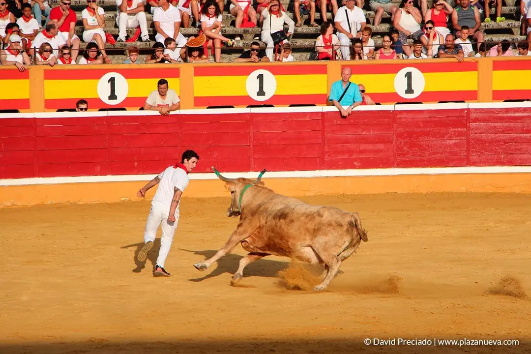Fiestas de Tudela, día 25 Encierro y Vacas en la plaza 37