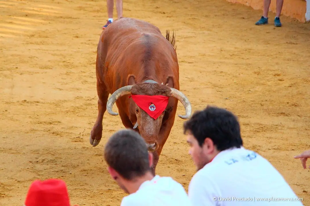 Fiestas de Tudela, día 25 Encierro y Vacas en la plaza 39