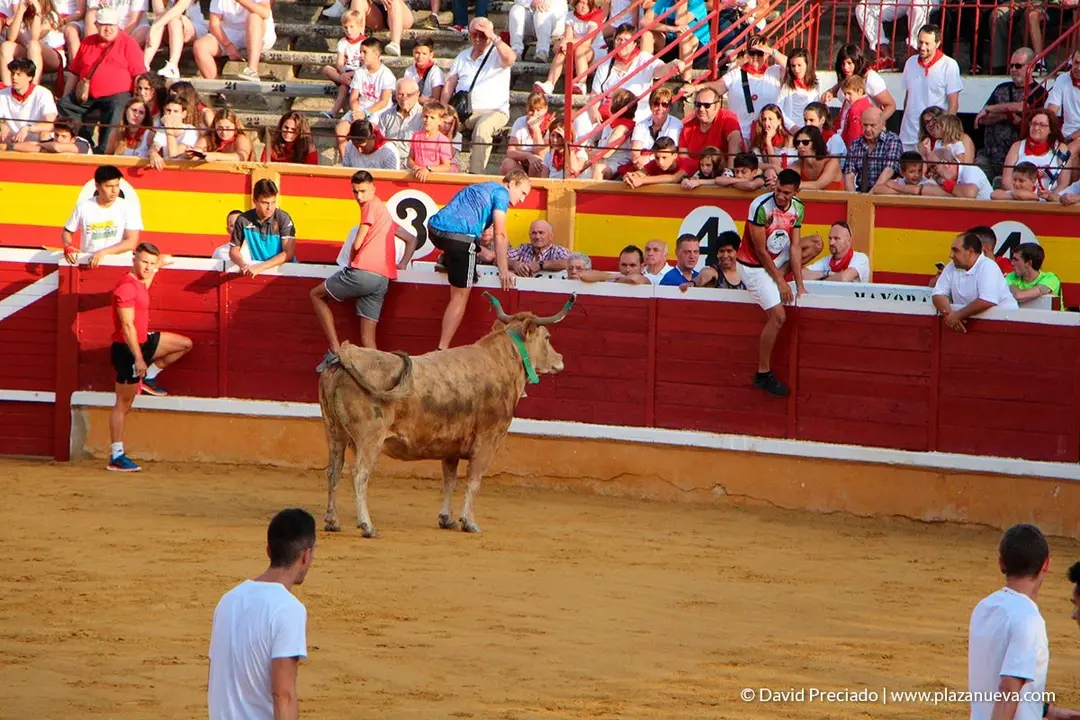 Fiestas de Tudela, día 25 Encierro y Vacas en la plaza 40
