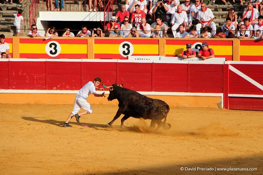 Fiestas de Tudela, día 25 Encierro y Vacas en la plaza 46