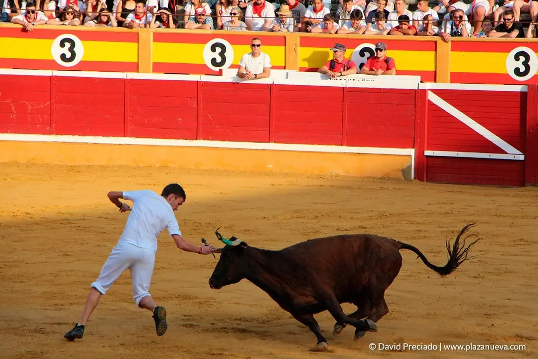 Fiestas de Tudela, día 25 Encierro y Vacas en la plaza 48