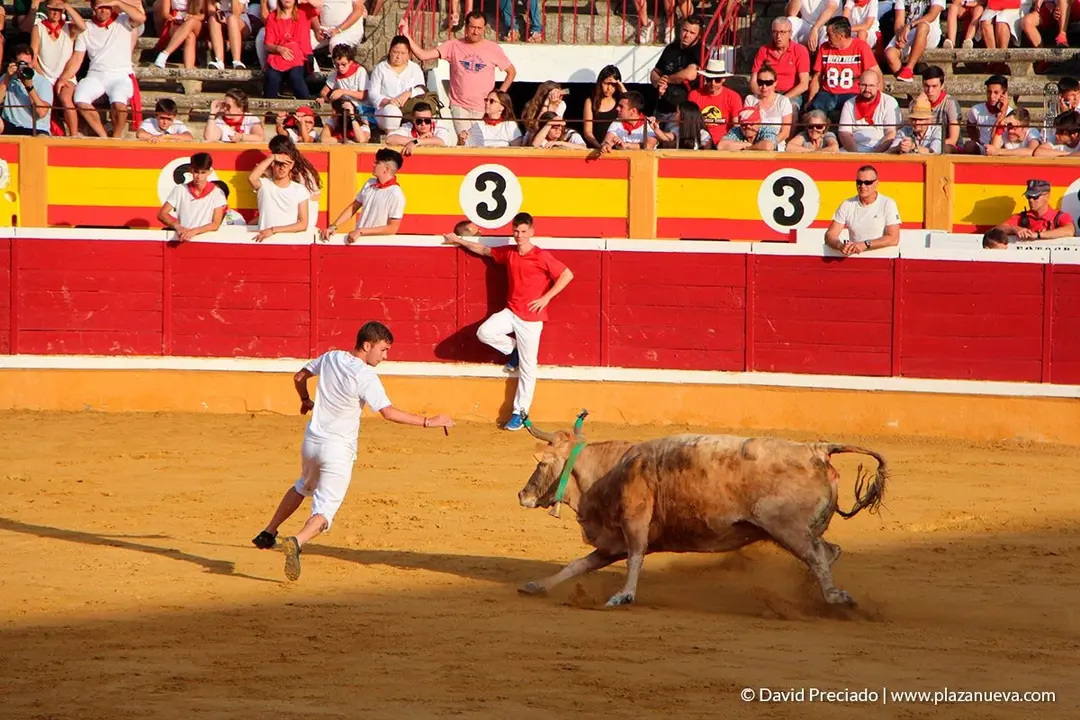 Fiestas de Tudela, día 25 Encierro y Vacas en la plaza 55