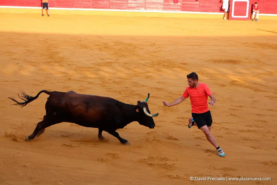 Fiestas de Tudela, día 25 Encierro y Vacas en la plaza 56
