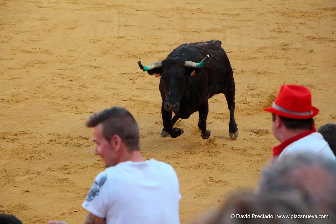 Fiestas de Tudela, día 25 Encierro y Vacas en la plaza 59
