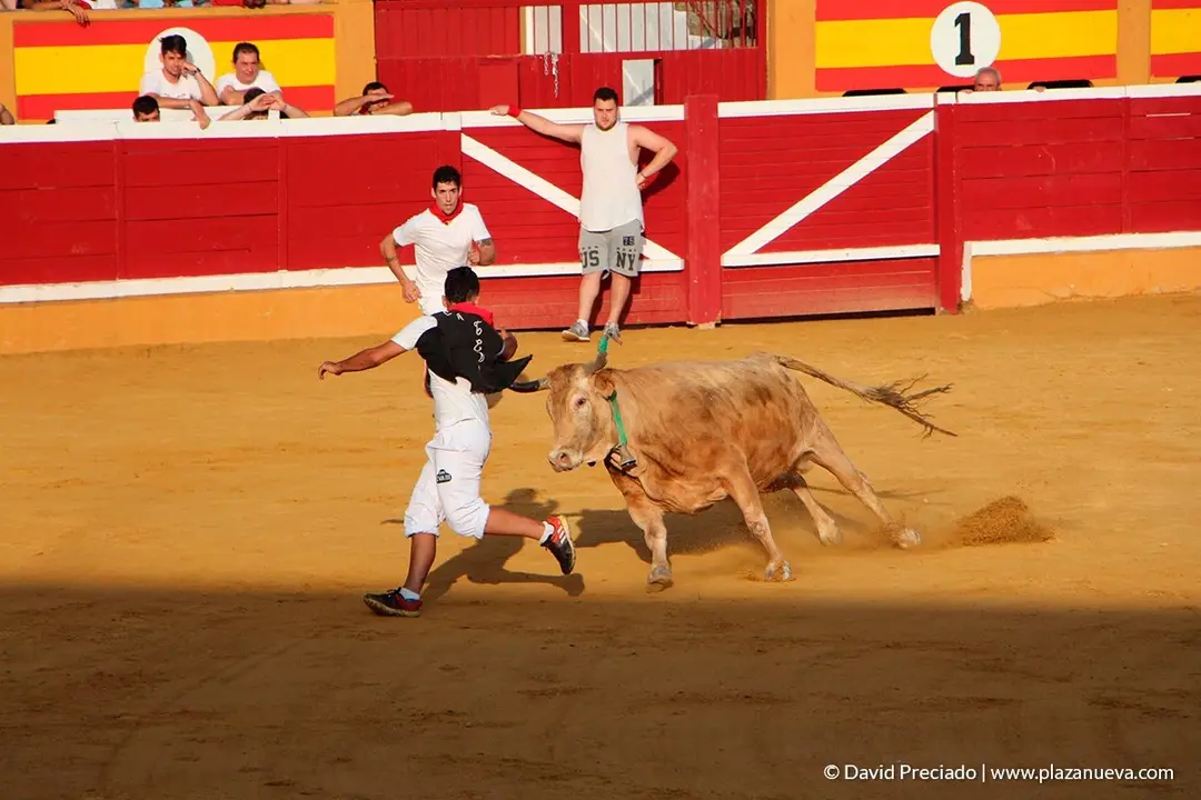 Fiestas de Tudela, día 25 Encierro y Vacas en la plaza 62
