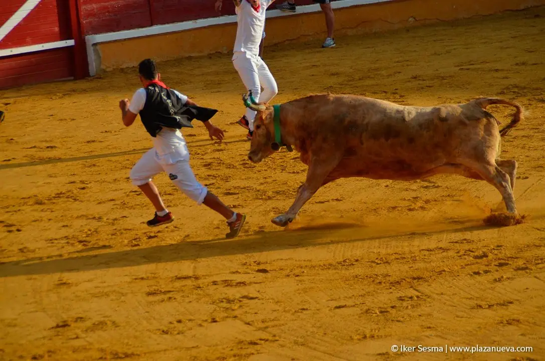 Fiestas de Tudela, día 25 Encierro y Vacas en la plaza 65