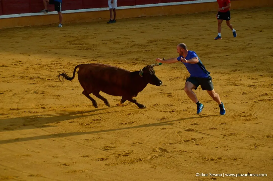Fiestas de Tudela, día 25 Encierro y Vacas en la plaza 66