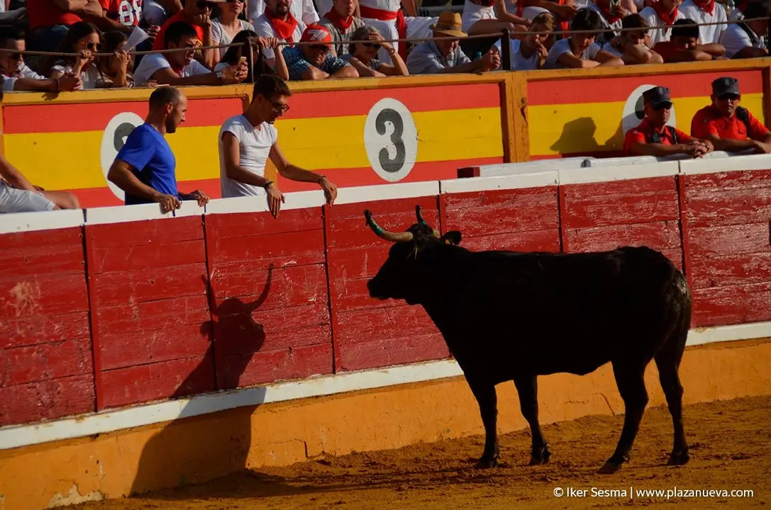 Fiestas de Tudela, día 25 Encierro y Vacas en la plaza 67
