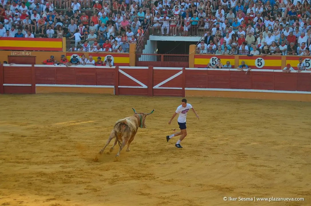 Fiestas de Tudela, día 25 Encierro y Vacas en la plaza 68