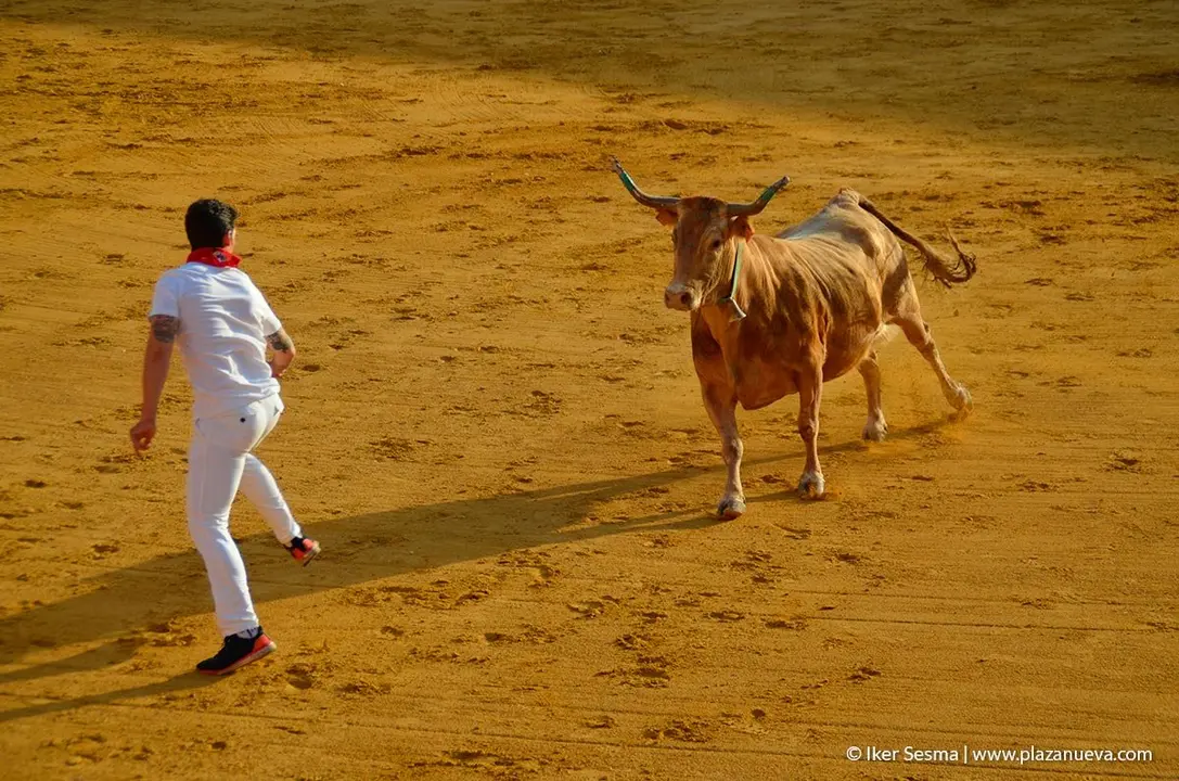 Fiestas de Tudela, día 25 Encierro y Vacas en la plaza 69