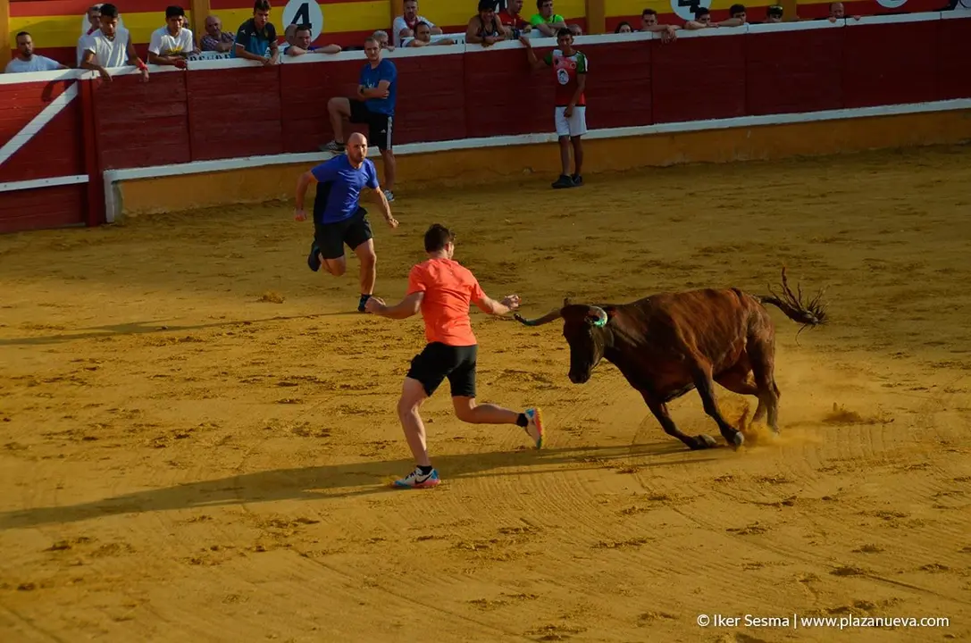 Fiestas de Tudela, día 25 Encierro y Vacas en la plaza 70