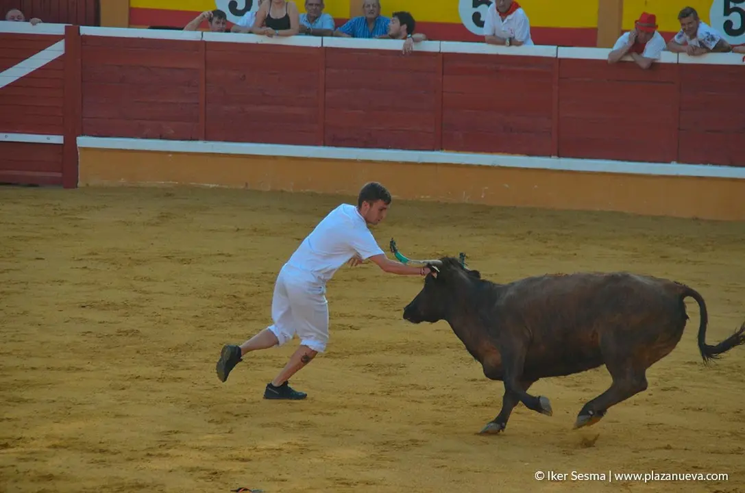 Fiestas de Tudela, día 25 Encierro y Vacas en la plaza 71