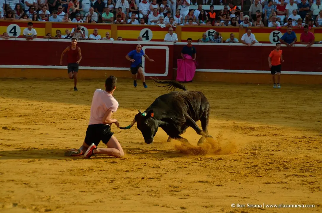 Fiestas de Tudela, día 25 Encierro y Vacas en la plaza 73