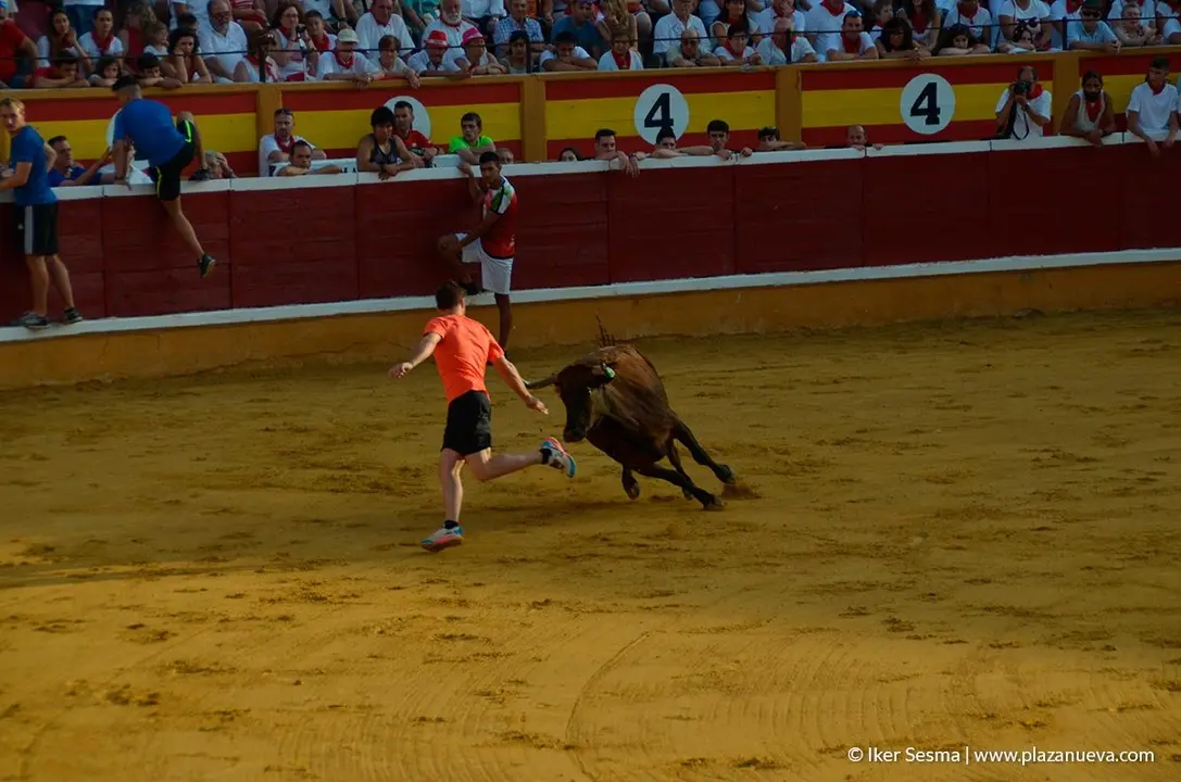 Fiestas de Tudela, día 25 Encierro y Vacas en la plaza 74