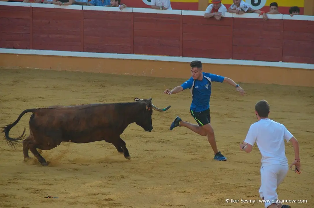 Fiestas de Tudela, día 25 Encierro y Vacas en la plaza 75