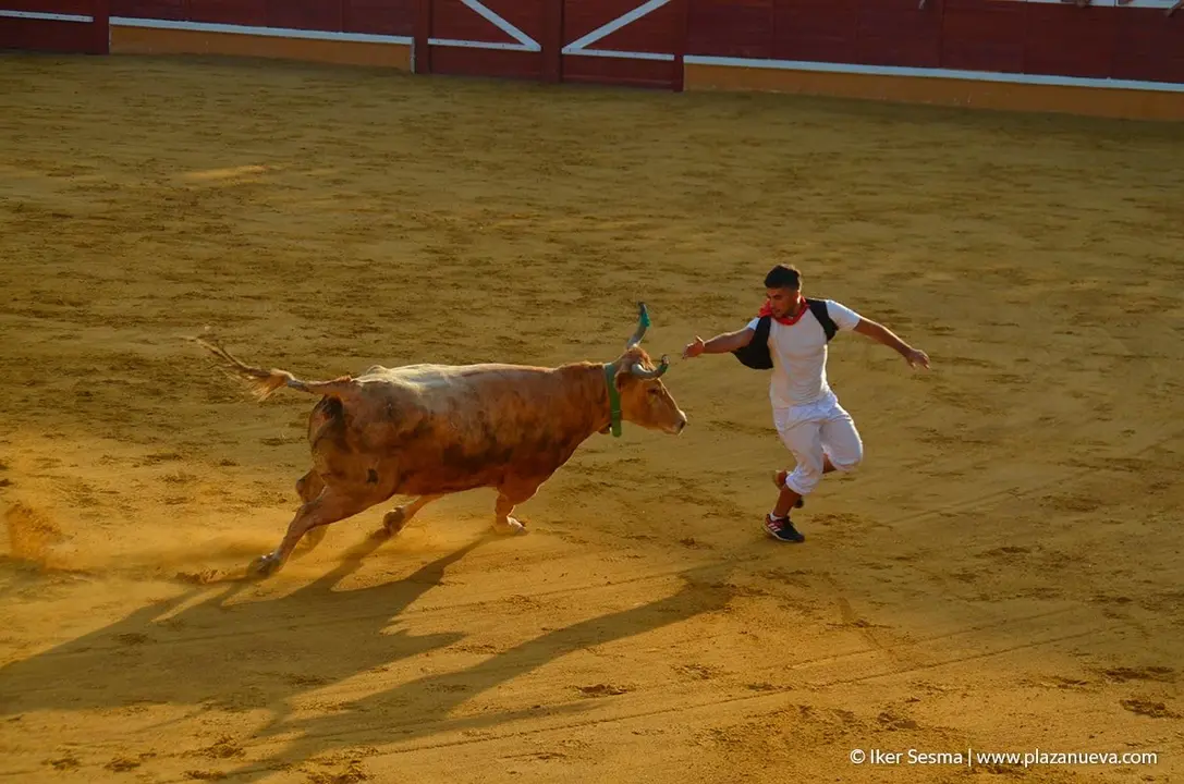 Fiestas de Tudela, día 25 Encierro y Vacas en la plaza 76