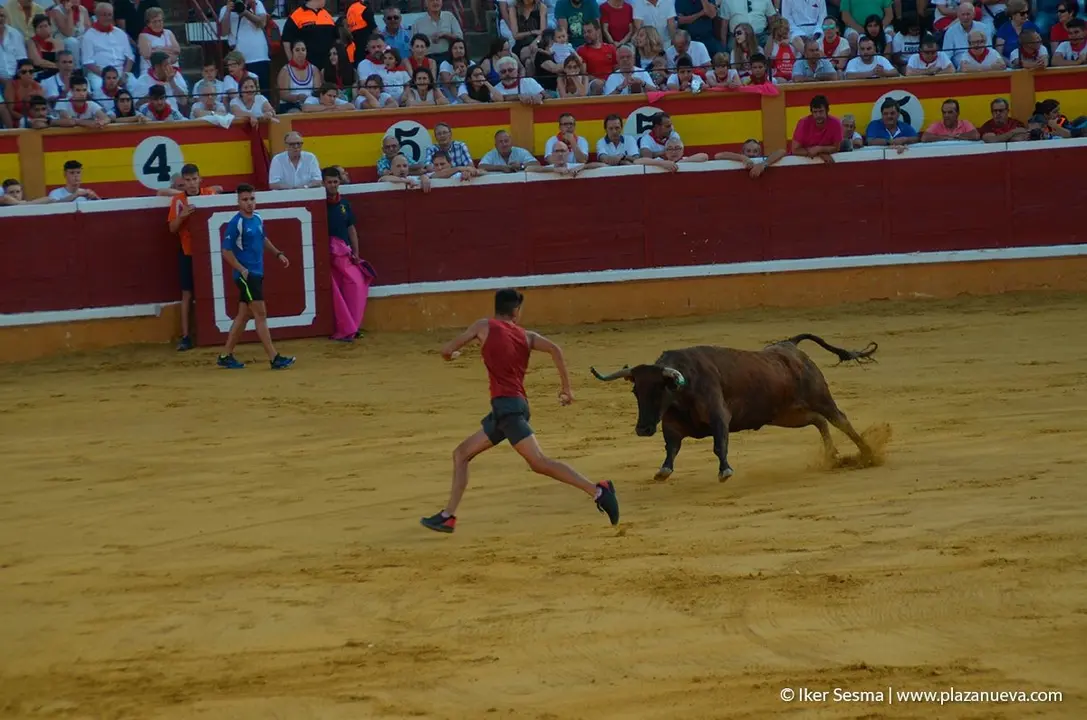 Fiestas de Tudela, día 25 Encierro y Vacas en la plaza 78