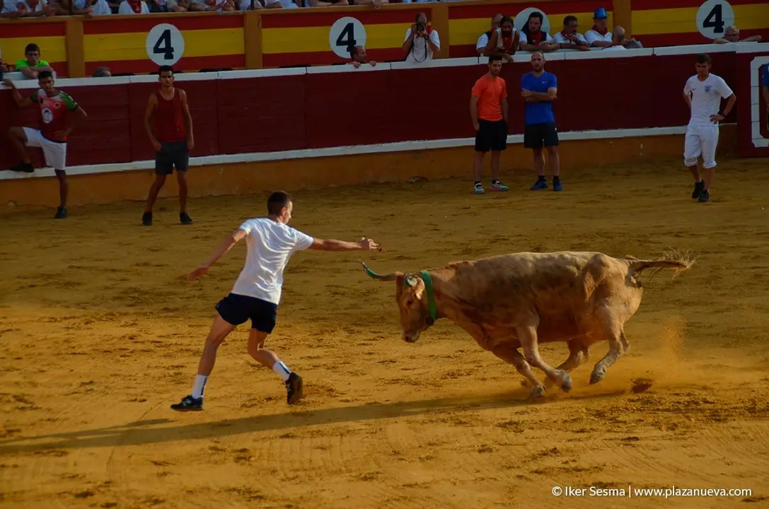 Fiestas de Tudela, día 25 Encierro y Vacas en la plaza 79