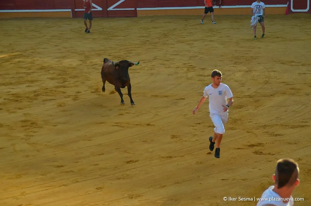 Fiestas de Tudela, día 25 Encierro y Vacas en la plaza 80