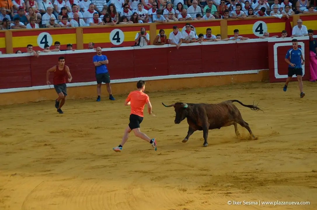 Fiestas de Tudela, día 25 Encierro y Vacas en la plaza 81