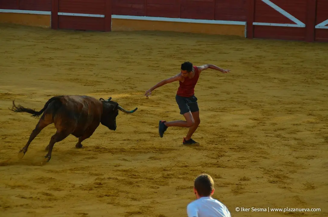 Fiestas de Tudela, día 25 Encierro y Vacas en la plaza 82