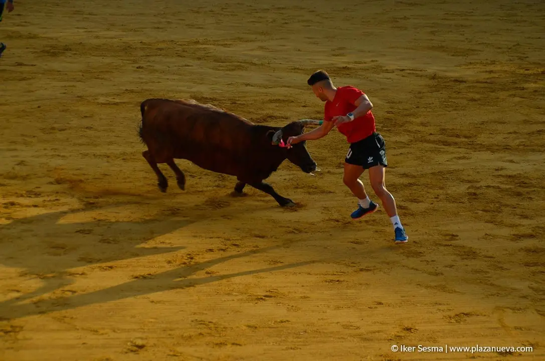 Fiestas de Tudela, día 25 Encierro y Vacas en la plaza 83