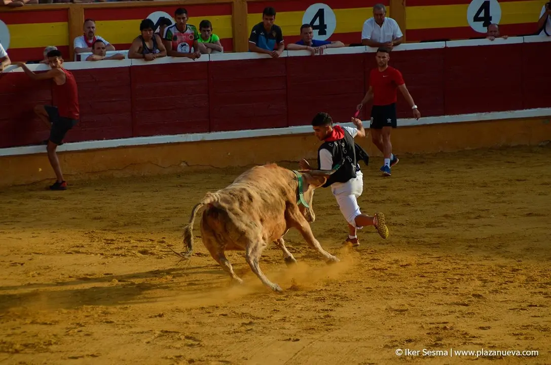 Fiestas de Tudela, día 25 Encierro y Vacas en la plaza 84