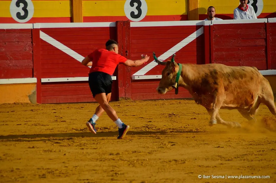 Fiestas de Tudela, día 25 Encierro y Vacas en la plaza 85