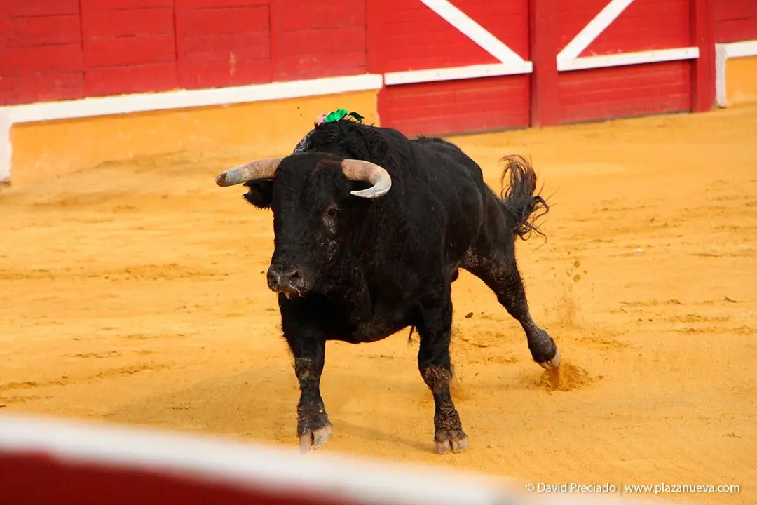 Fiestas de Tudela &rsquo;19, d&iacute;a 25 - Novillada con picadores 4