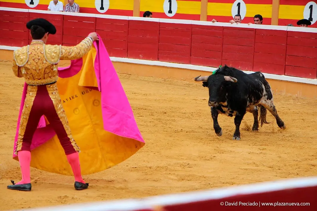 Fiestas de Tudela &rsquo;19, d&iacute;a 25 - Novillada con picadores 25