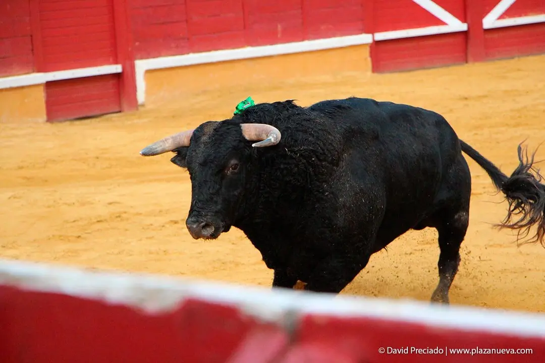 Fiestas de Tudela &rsquo;19, d&iacute;a 25 - Novillada con picadores 43