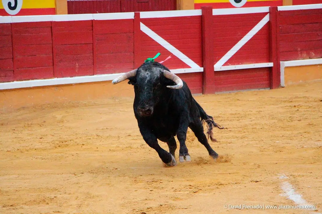 Fiestas de Tudela &rsquo;19, d&iacute;a 25 - Novillada con picadores 50