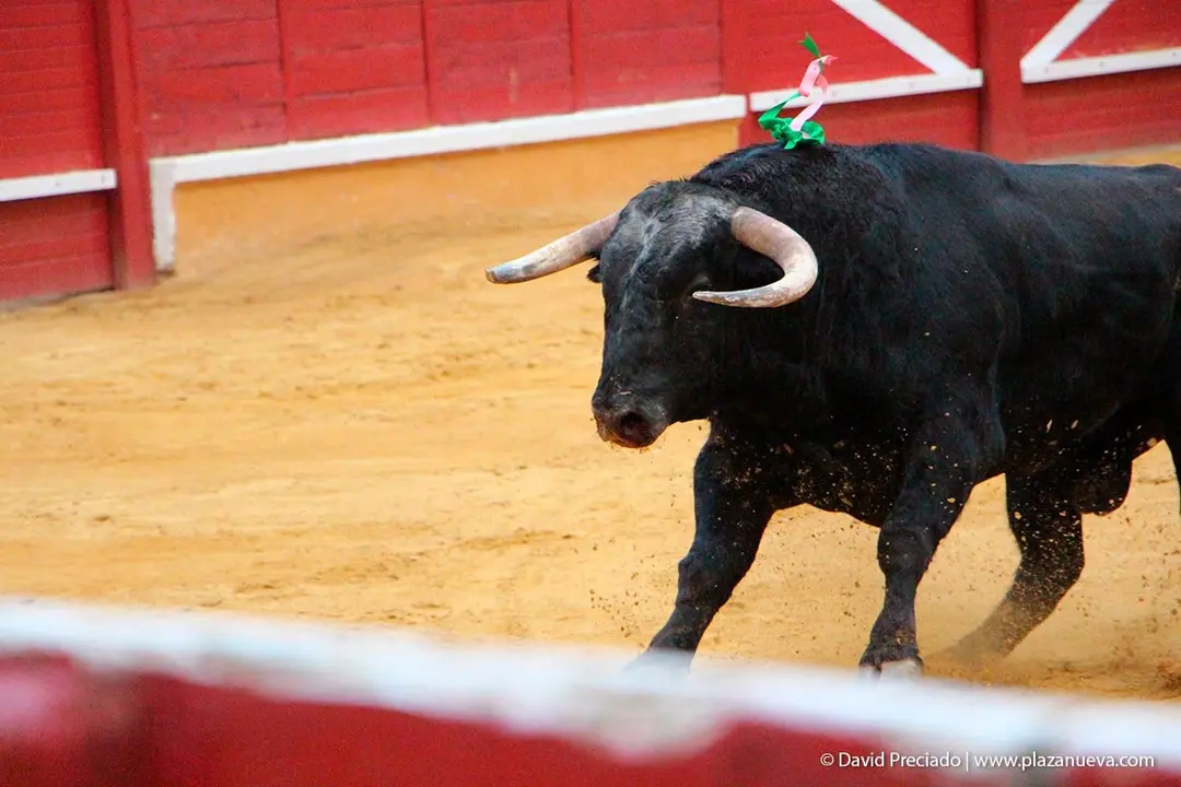 Fiestas de Tudela &rsquo;19, d&iacute;a 25 - Novillada con picadores 51
