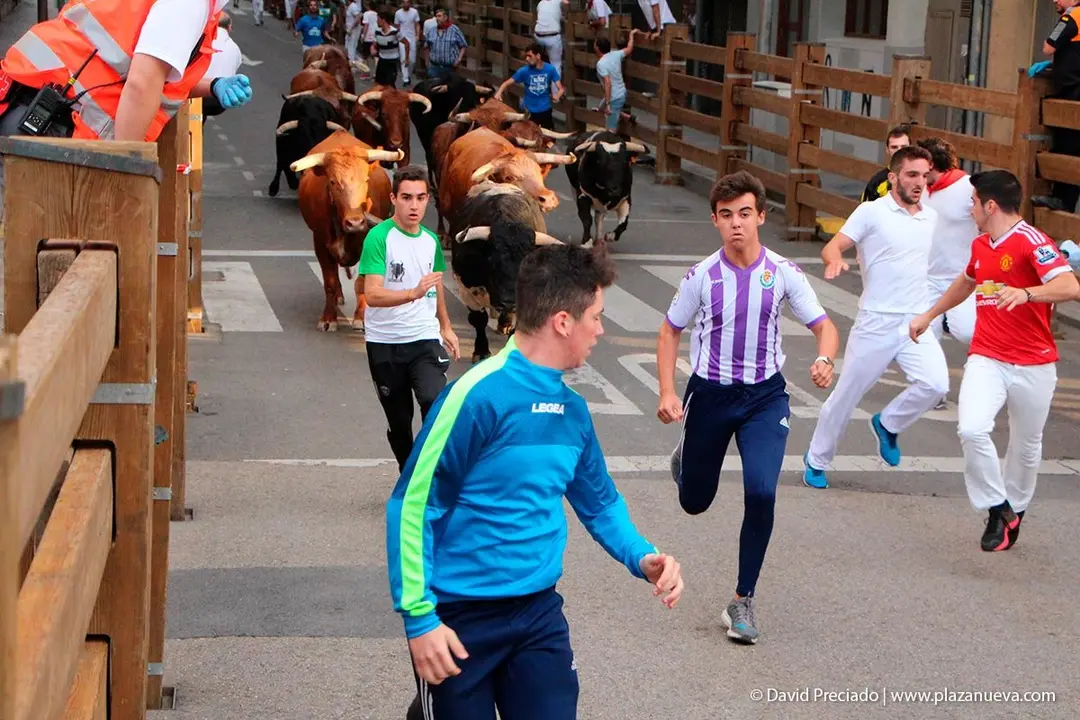 Fiestas de Tudela &rsquo;19, d&iacute;a 26 - Encierro y vacas en la plaza 3