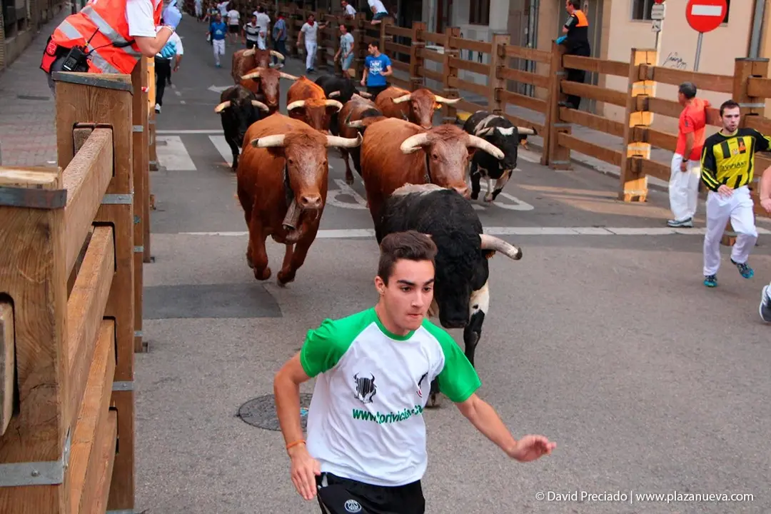 Fiestas de Tudela &rsquo;19, d&iacute;a 26 - Encierro y vacas en la plaza 4
