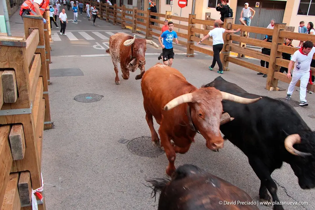Fiestas de Tudela &rsquo;19, d&iacute;a 26 - Encierro y vacas en la plaza 5