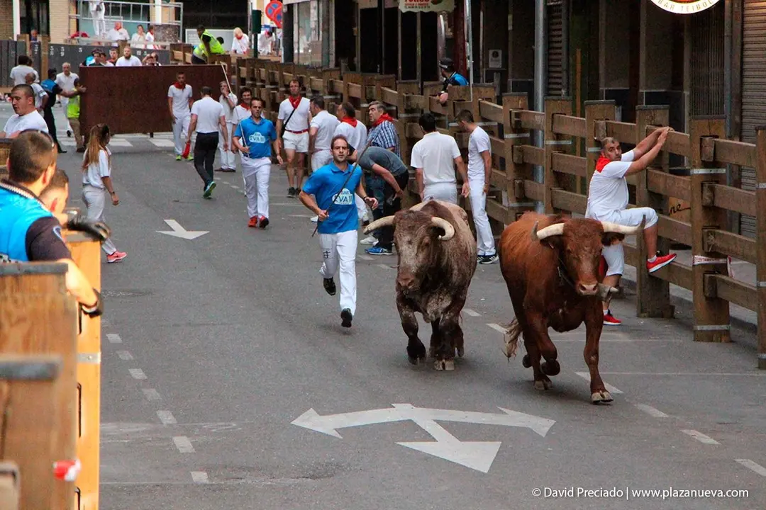 Fiestas de Tudela &rsquo;19, d&iacute;a 26 - Encierro y vacas en la plaza 6