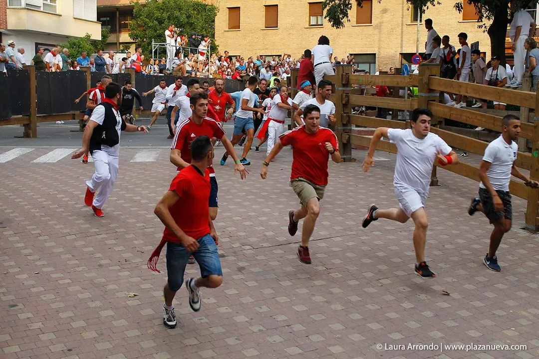 Fiestas de Tudela &rsquo;19, d&iacute;a 26 - Encierro y vacas en la plaza 7