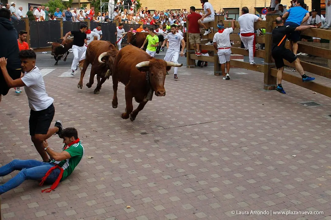 Fiestas de Tudela &rsquo;19, d&iacute;a 26 - Encierro y vacas en la plaza 9