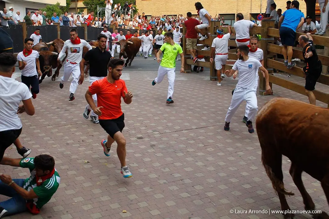 Fiestas de Tudela &rsquo;19, d&iacute;a 26 - Encierro y vacas en la plaza 10