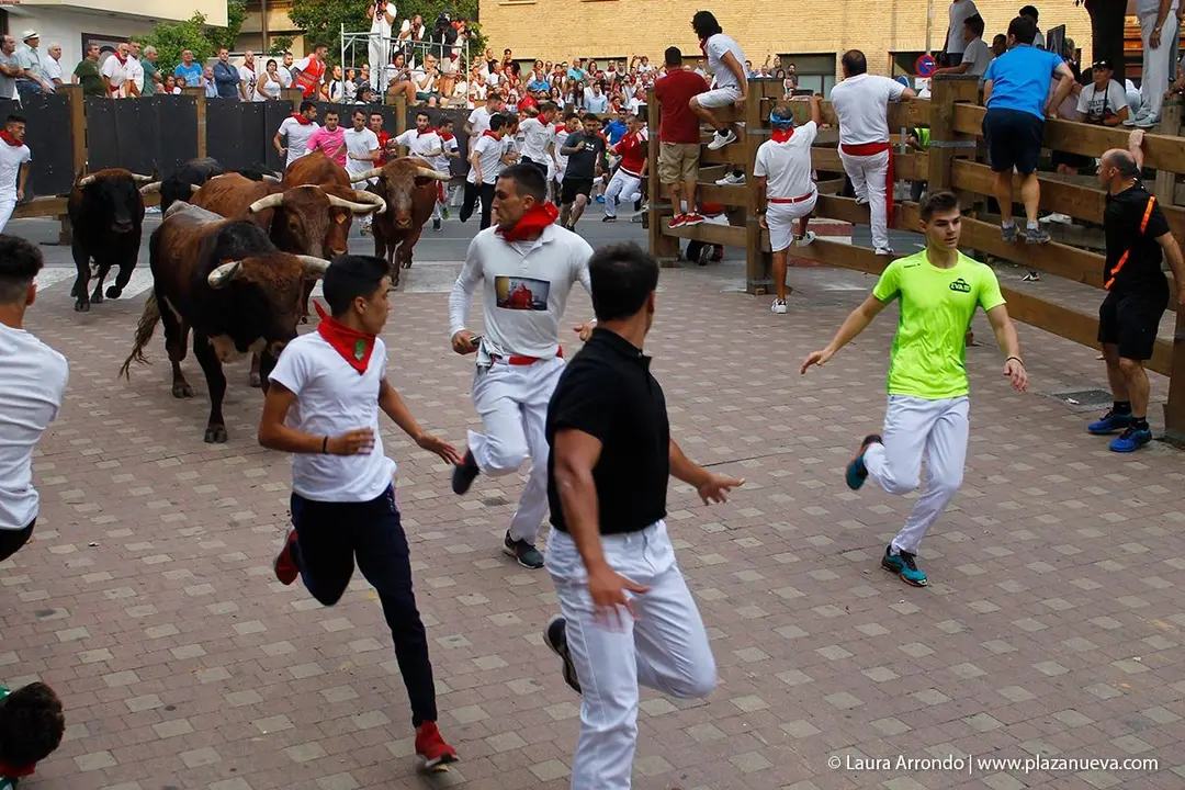 Fiestas de Tudela &rsquo;19, d&iacute;a 26 - Encierro y vacas en la plaza 11