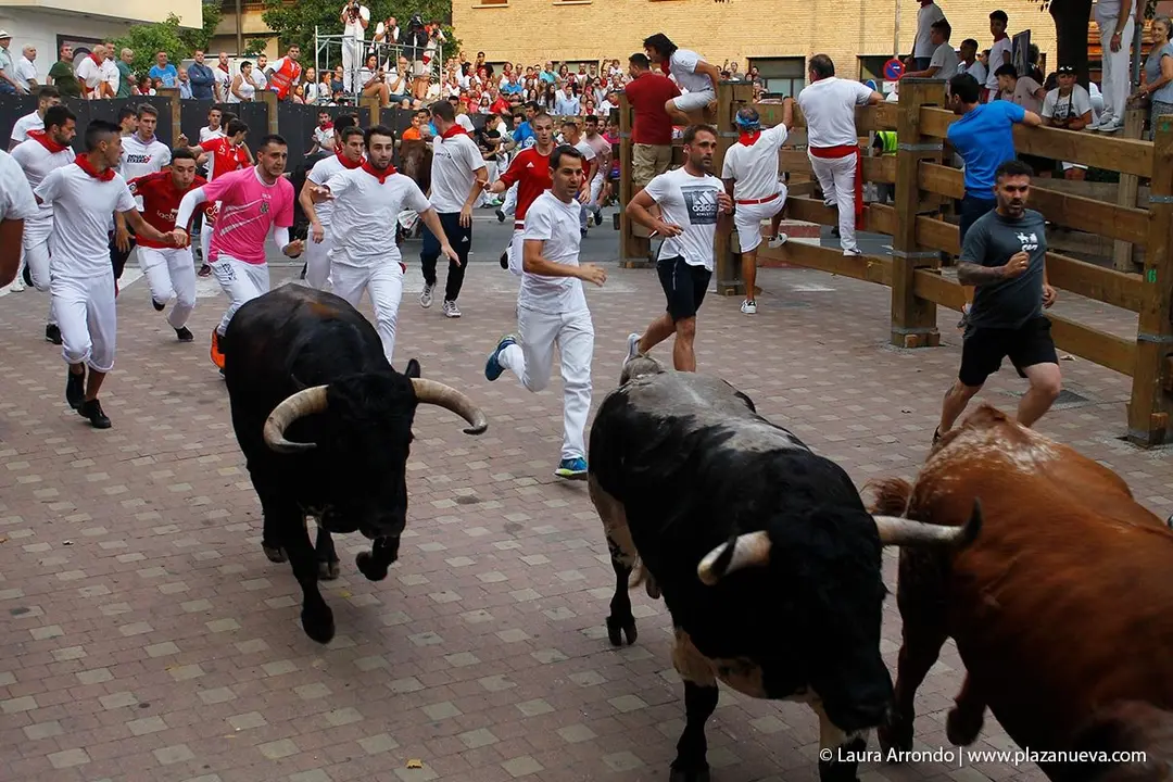 Fiestas de Tudela &rsquo;19, d&iacute;a 26 - Encierro y vacas en la plaza 12