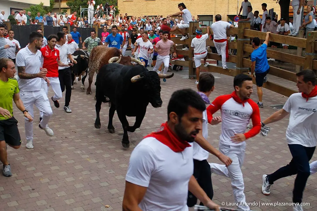 Fiestas de Tudela &rsquo;19, d&iacute;a 26 - Encierro y vacas en la plaza 14