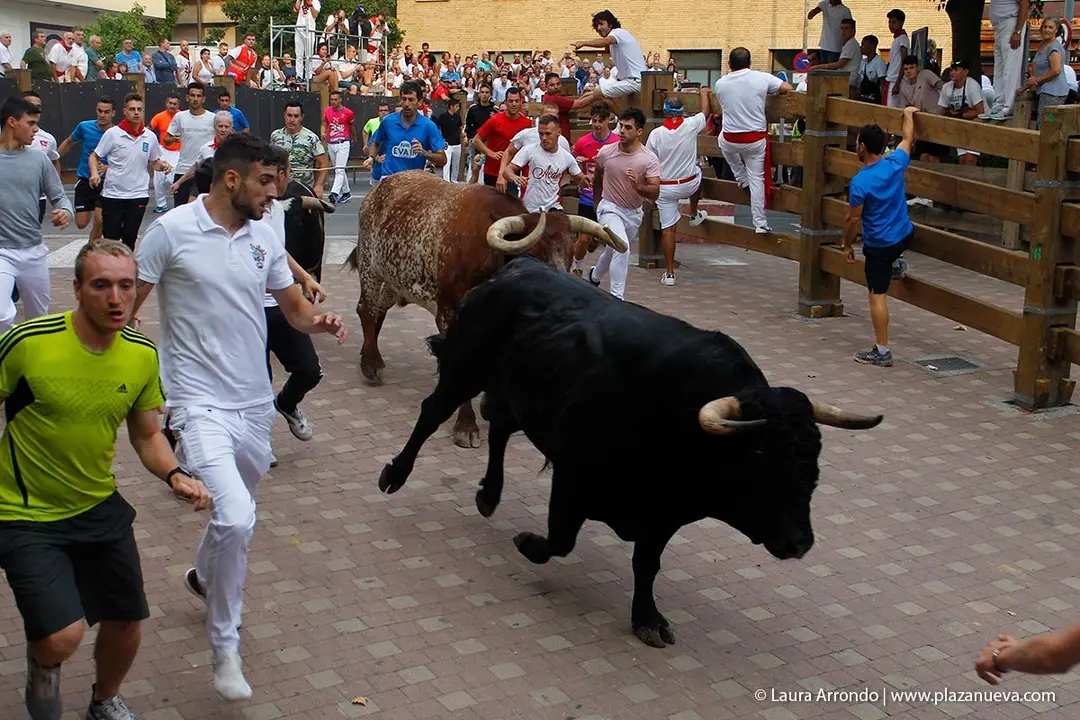 Fiestas de Tudela &rsquo;19, d&iacute;a 26 - Encierro y vacas en la plaza 15